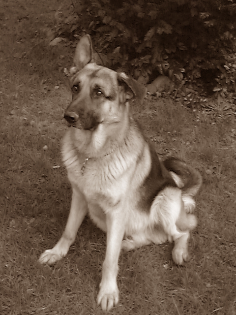 Tobi